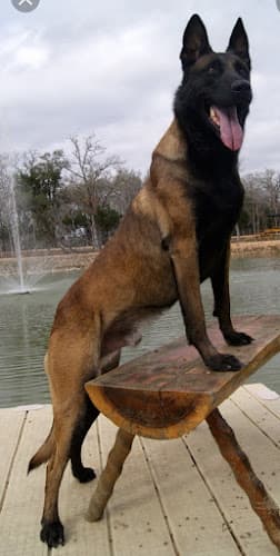 Dog breeder AAA Guard Dog Rental & Sales Los Angeles