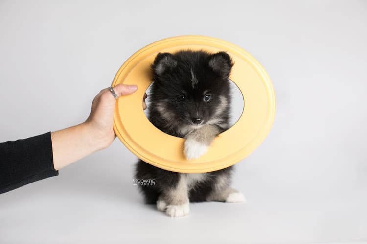 Dog breeder Bowtie Pomsky LLC Spokane