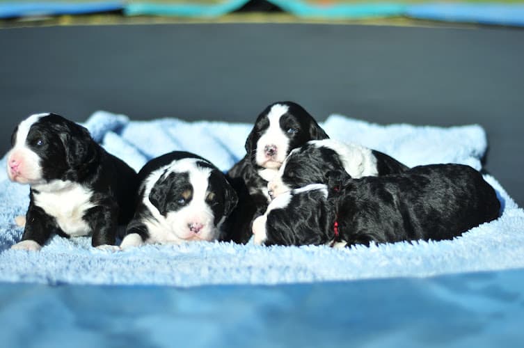 Dog breeder Cloud Nine Doodles Bellingham