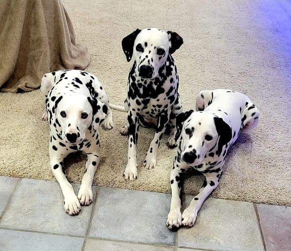 Dog breeder Dalmatian Palace of the Northwest Salem