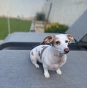 Dog breeder Dobermans Dachshund-Dalmatians Palmdale