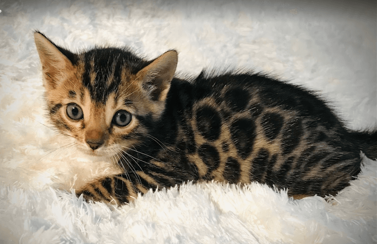 Dog breeder Exotic Bengals of San Diego Oceanside