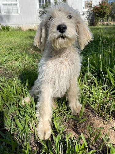 Dog breeder Hershey's Puppies Elk Grove