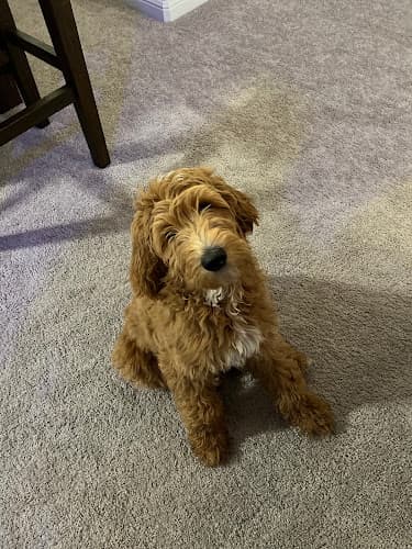 Dog breeder Jennifer's Canines Simi Valley