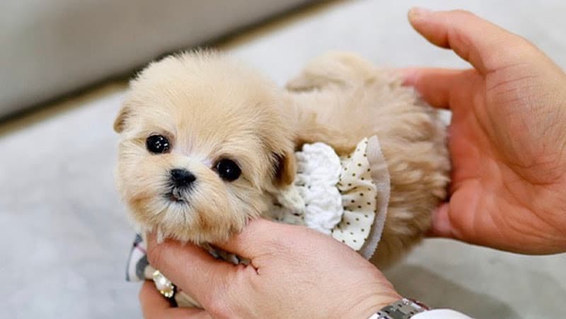 Dog breeder Maltipoo puppies for sale Los Angeles