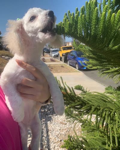 Dog breeder Mung Pet Shop Los Angeles