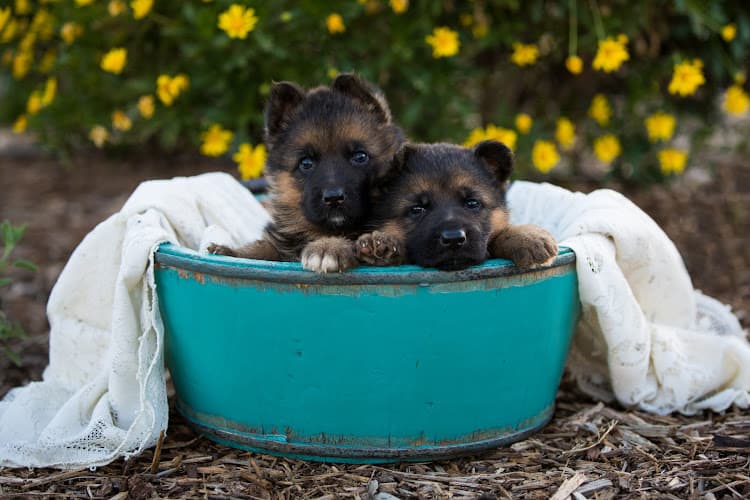 Dog breeder Nadelhaus German Shepherds Daly City