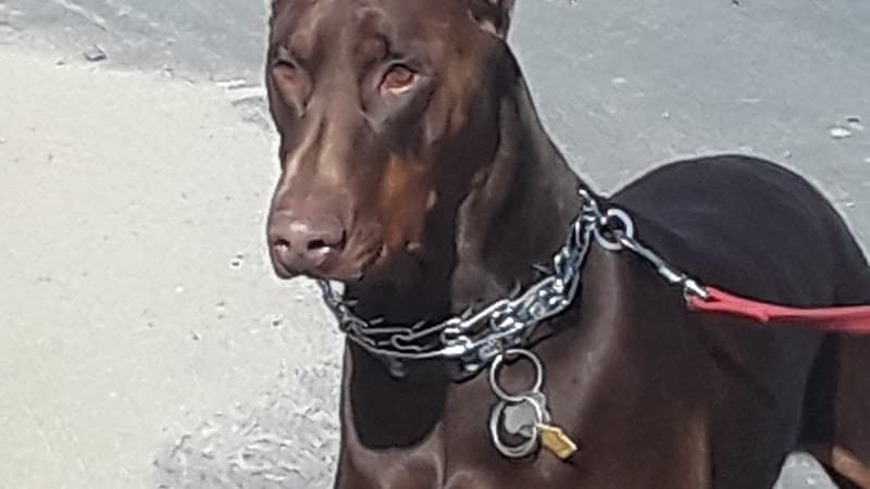 Dog breeder Patriot's Dobermans Victorville