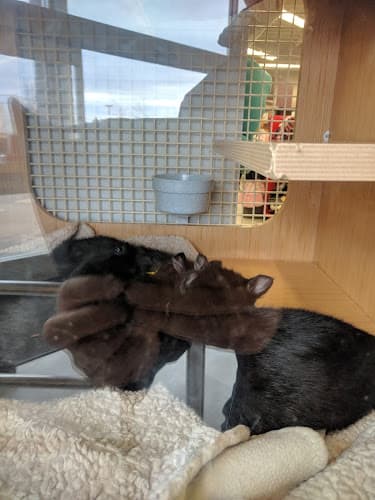 Dog breeder Petco Portland