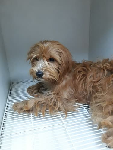 Dog breeder Puppy Land Los Angeles