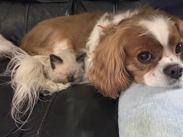 Dog breeder Ragdoll Kittens by Kelly Oceanside
