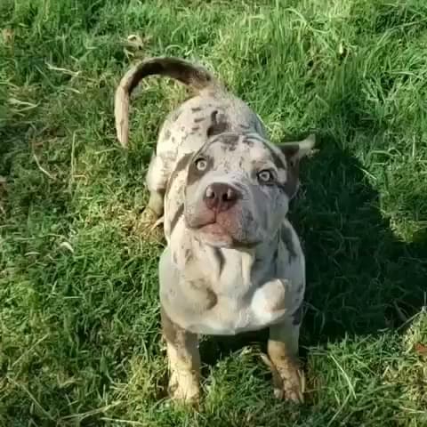 Dog breeder Smart American Bully Home Los Angeles