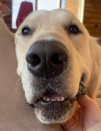 Dog breeder Sourdough Goldens Of Alaska Anchorage