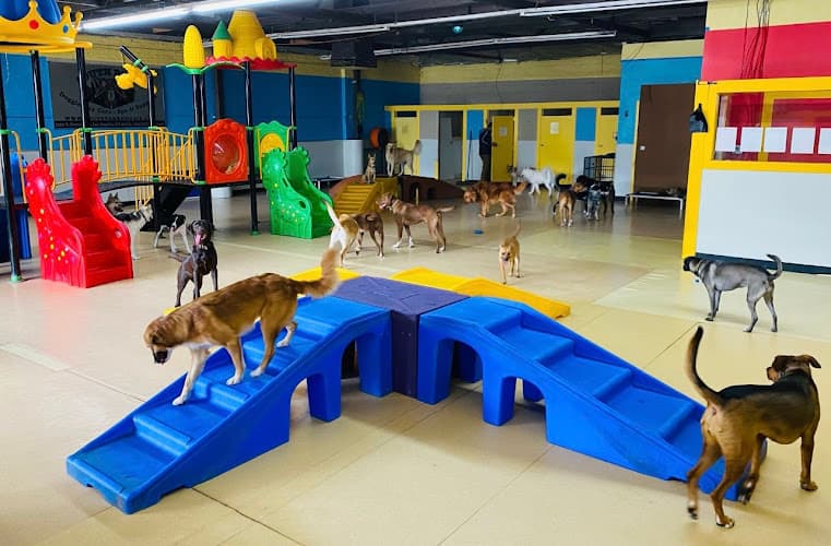 Dog breeder South Park Doggie - Playland (DTLA) Los Angeles