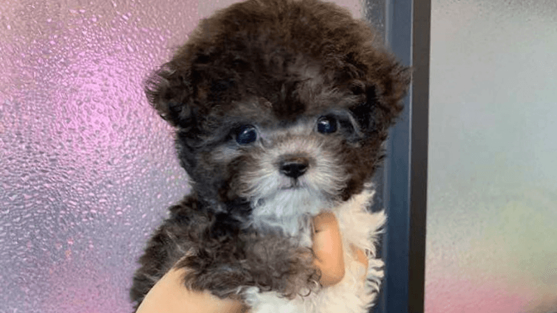 Dog breeder Teacup Poodle Puppies For Sale ( Dogyam Teacup Poodles ) Los Angeles