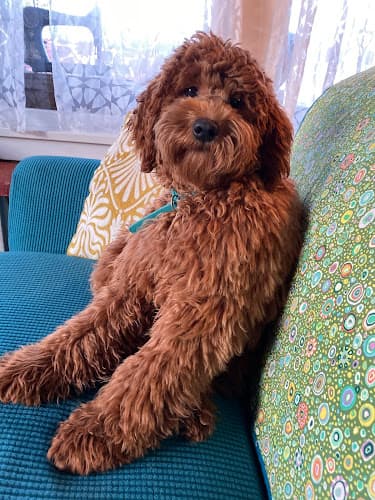 Dog breeder Up North Doodles Anchorage