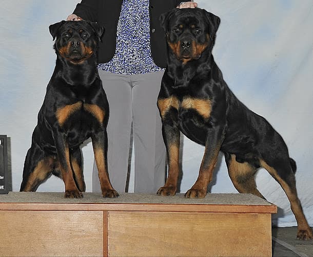 Dog breeder Vom Corvinus Haus Rottweilers Spokane