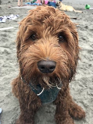 Dog breeder Whispering Winds Australian Labradoodles Bellingham