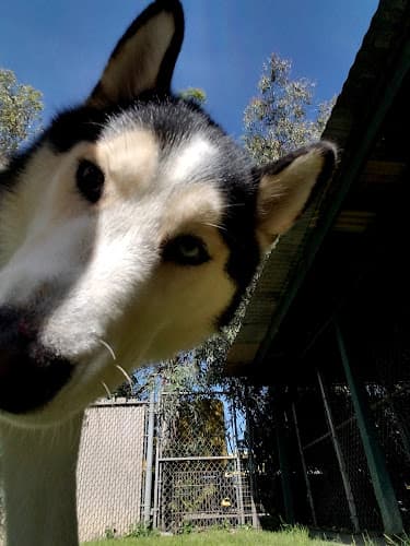 Dog day care center 209 Club Pet Stockton