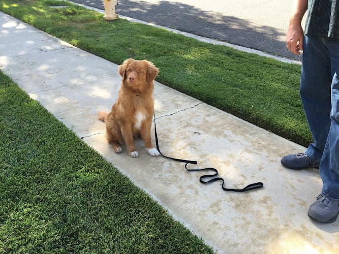 Dog day care center 3 Dog Training, LLC Simi Valley