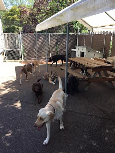 Dog day care center 4 Paws Dog Day Care Beaverton