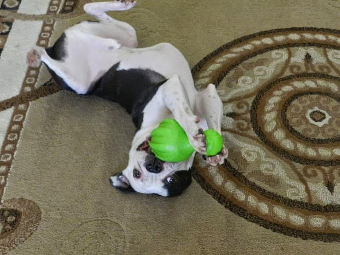 Dog day care center 5 Star Doggy Inn Los Angeles