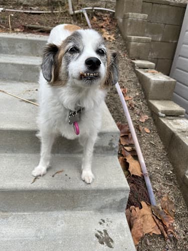 Dog day care center 8 Days-A-Week Pet Sitting Plus San Bernardino