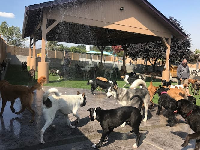 Dog day care center A Dog’s Best Friend Doggy Daycare & Training Portland