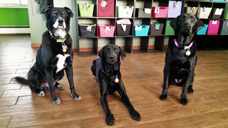 Dog day care center A Happy Dog Day Camp and Boarding Anchorage