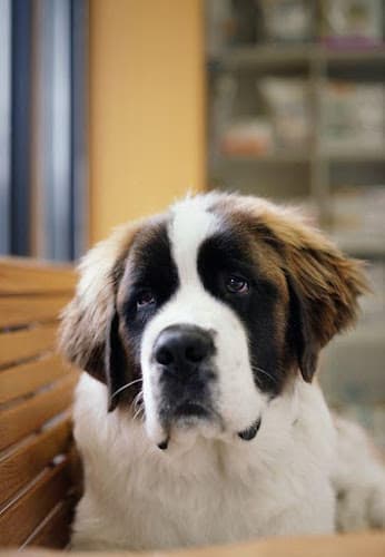 Dog day care center A Pet Clinic of Kent Kent