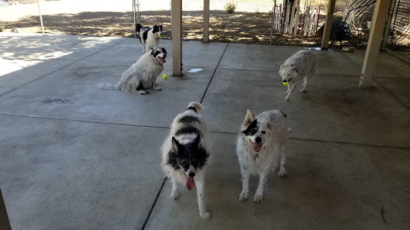 Dog day care center A Poochs' Paradise Santa Clara
