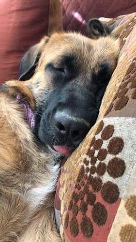 Dog day care center A R Animal Hospital Ontario