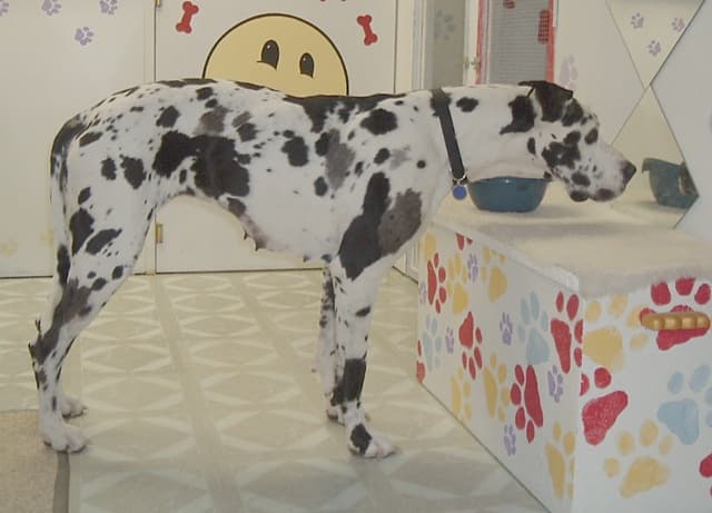 Dog day care center A Royal Ruffhouse - Dog Boarding & Daycare Victorville