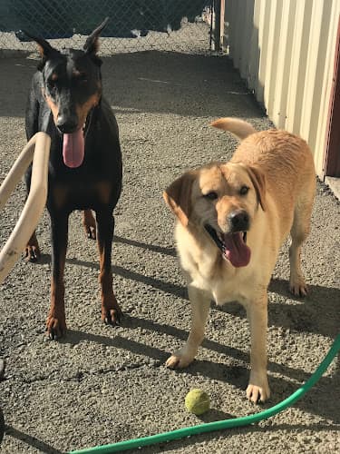 Dog day care center Aardvark's Vallejo