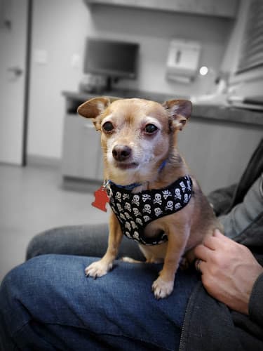 Dog day care center Abby Pet Hospital Fresno