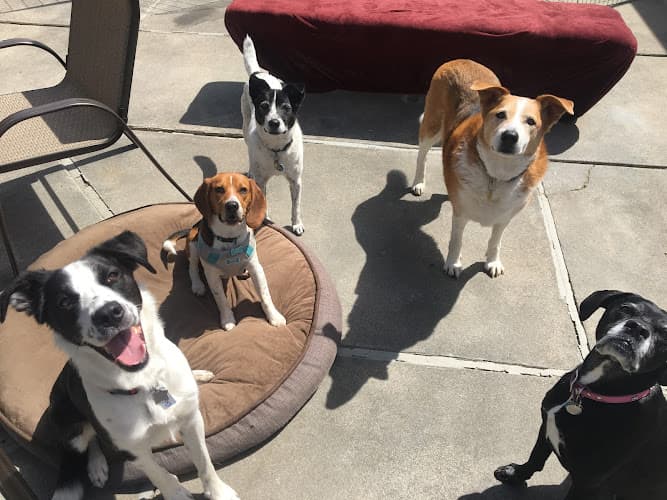 Dog day care center Active Care Petsitting & Dog Walking Daly City