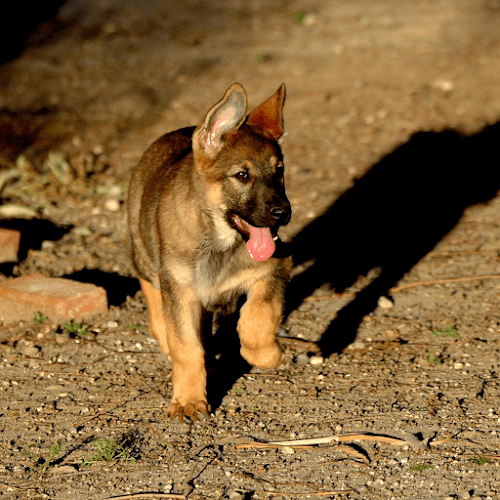 Dog day care center Adler Stein Kennels-Dog Boarding & Training Santa Clarita