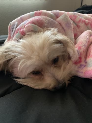 Dog day care center Advanced Pet Care San Bernardino