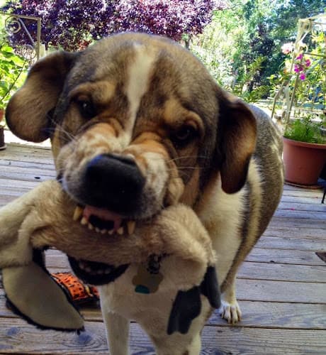 Dog day care center Affinity Pet Services LLC Santa Rosa