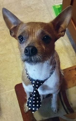 Dog day care center Afford-A-Vet Animal Clinic Kent