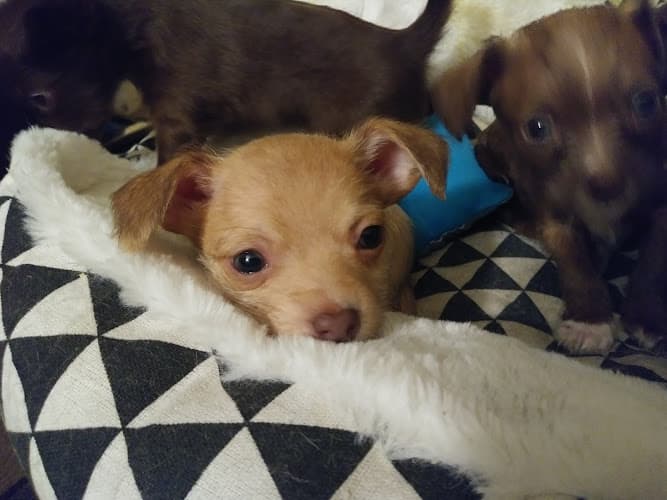 Dog day care center Affordable Animal Hospital: Compton Compton