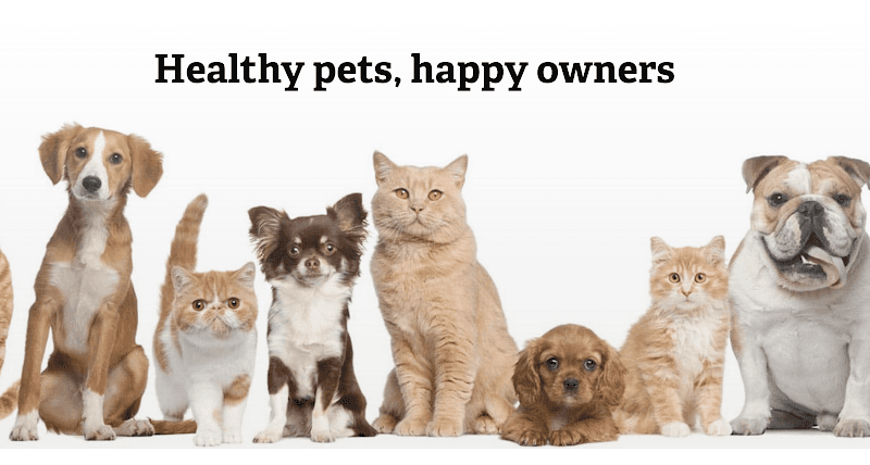 Dog day care center Affordable Animal Hospital: Santa Ana Santa Ana