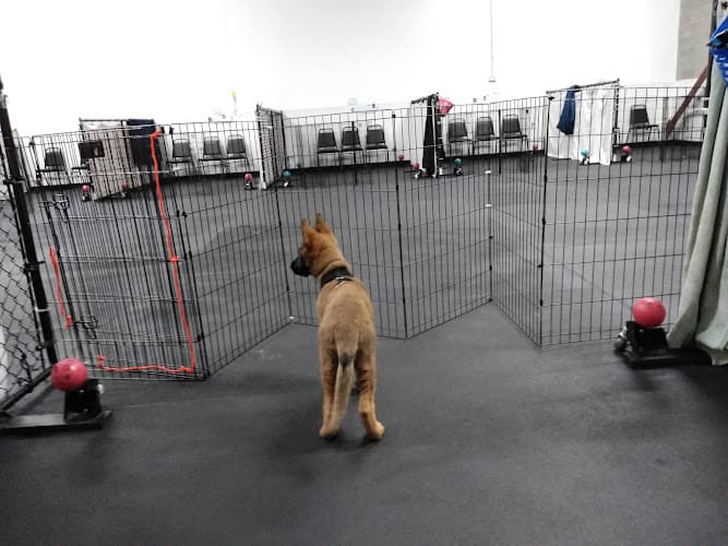 Dog day care center Ahimsa Dog Training Seattle Seattle