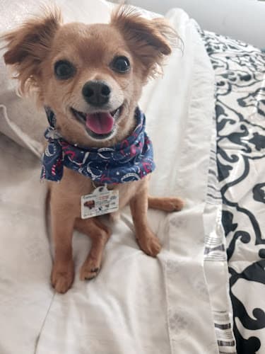 Dog day care center Airport Cities Animal Hospital Inglewood