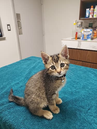 Dog day care center Alameda Animal Hospital Compton