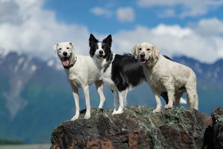 Dog day care center Alaska Dogs Unleashed Anchorage