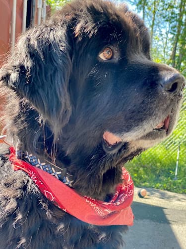 Dog day care center Alaska SPCA Adoption Center Anchorage