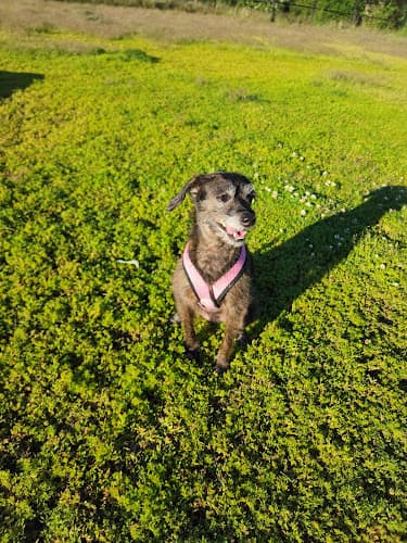 Dog day care center Alaska Veterinary Clinic Anchorage