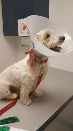 Dog day care center Alisos Animal Hospital | Mission Viejo Mission Viejo