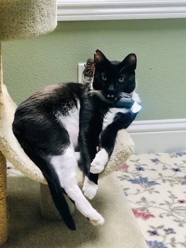 Dog day care center All About Cats Cat Clinic Hillsboro